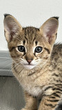 Charming Tica Registered Savannah Kittens Los Angeles