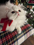 Teacups Persian Kittens For Sale Los Angeles