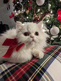 Teacups Persian Kittens For Sale Los Angeles