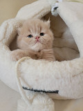 Teacups Persian Kittens For Sale Los Angeles