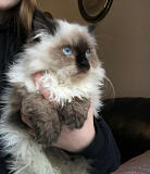 Playmate Male & Female Himalayan Kittens Los Angeles