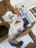 Playmate Male & Female Himalayan Kittens Los Angeles