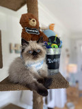 Playmate Male & Female Himalayan Kittens Los Angeles