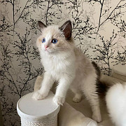 Four gorgeous Ragdoll kittens looking for a new home! from Quebec