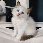 Four gorgeous Ragdoll kittens looking for a new home! from Quebec