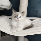 Four gorgeous Ragdoll kittens, blue eyes from Ottawa