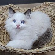 Four gorgeous Ragdoll kittens, blue eyes from Ottawa