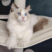 Four gorgeous Ragdoll kittens, blue eyes from Ottawa