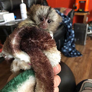 Registered Marmoset Monkeys For Sale Los Angeles