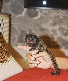 Registered Marmoset Monkeys For Sale Los Angeles