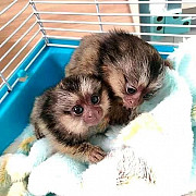 Registered Marmoset Monkeys For Sale Los Angeles