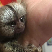 Registered Marmoset Monkeys For Sale Los Angeles