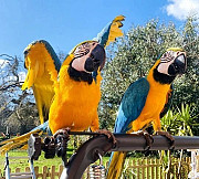 Tammed Pair Of Scarlet Macaw For Sale Houston