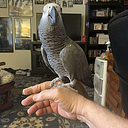 Pair Of African Grey Parrots For Sale Houston