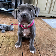 Charming Boys & Girls Staffordshire Bull Terrier Puppies London