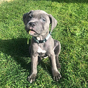 Charming Boys & Girls Staffordshire Bull Terrier Puppies London