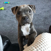 Charming Boys & Girls Staffordshire Bull Terrier Puppies London