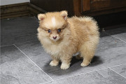 Small Seized Pomeranian Puppies For Sale Edinburgh