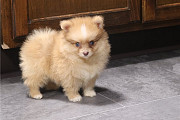 Small Seized Pomeranian Puppies For Sale Edinburgh