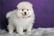 Small Seized Pomeranian Puppies For Sale Edinburgh