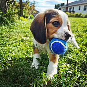 Pockets Seized Beagle Puppies Ready Now For Sale Cardiff