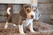 Pockets Seized Beagle Puppies Ready Now For Sale Cardiff