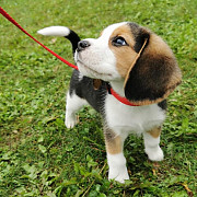 Pockets Seized Beagle Puppies Ready Now For Sale Cardiff