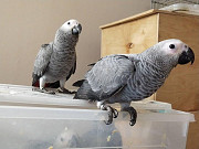 Charming and Intelligent African Grey Parrot – Your Ideal Feathered Friend! Denver