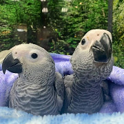 Charming and Intelligent African Grey Parrot – Your Ideal Feathered Friend! Denver