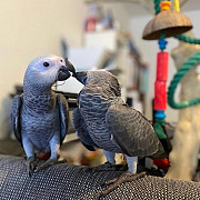 Charming and Intelligent African Grey Parrot – Your Ideal Feathered Friend! Denver