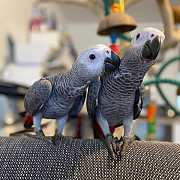 Charming and Intelligent African Grey Parrot – Your Ideal Feathered Friend! Denver