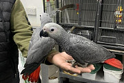 Intelligent & Loving African Grey Parrots – Your Perfect Lifelong Companion! Augusta