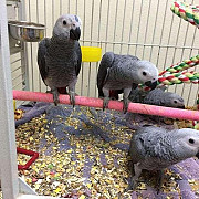 Intelligent & Loving African Grey Parrots – Your Perfect Lifelong Companion! Augusta