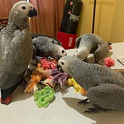 Intelligent & Loving African Grey Parrots – Your Perfect Lifelong Companion! Augusta