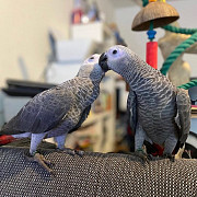 Intelligent & Loving African Grey Parrots – Your Perfect Lifelong Companion! Augusta