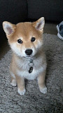 A great shiba-inu dog from Harrisburg