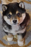 A great shiba-inu dog from Harrisburg