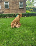 Labrador Dog Puppies from Sheffield