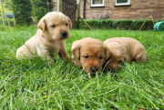 Labrador Dog Puppies from Sheffield