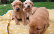 Labrador Dog Puppies from Sheffield