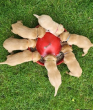 Labrador Dog Puppies from Sheffield