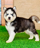 Blue eyes Siberian husky puppies from Sheffield