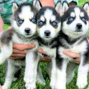 Blue eyes Siberian husky puppies from Sheffield