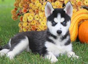 Blue eyes Siberian husky puppies from Sheffield