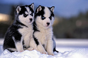 Blue eyes Siberian husky puppies from Sheffield