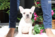 Blue class French Bulldog Pups from Sheffield