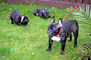 Blue class French Bulldog Pups from Sheffield