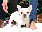 Blue class French Bulldog Pups from Sheffield