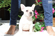 Blue class French Bulldog Pups from Sheffield