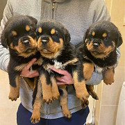 Top Kc Register Rottweiler Puppies from Sheffield